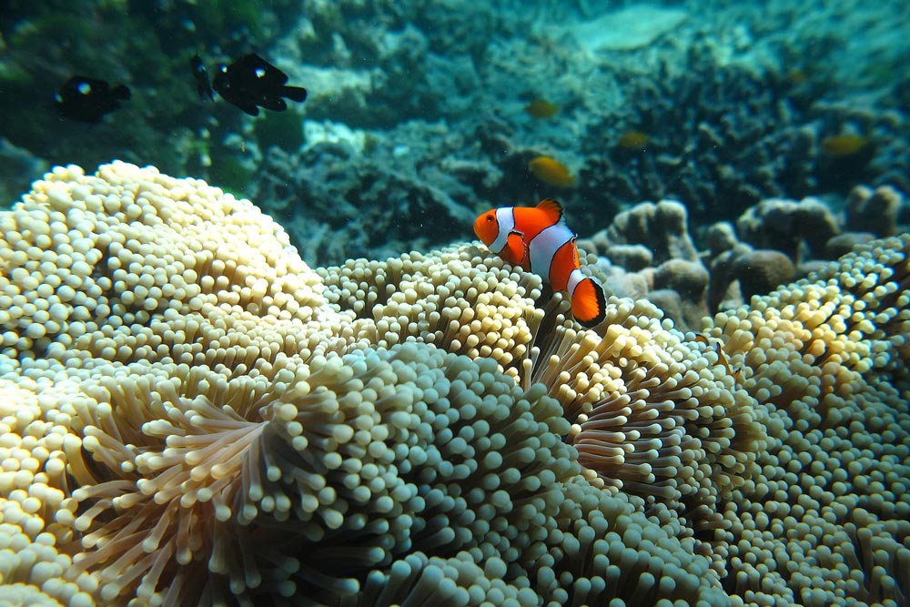 แพ็คเกจ หมู่เกาะสิมิลัน 3 วัน 2 คืน