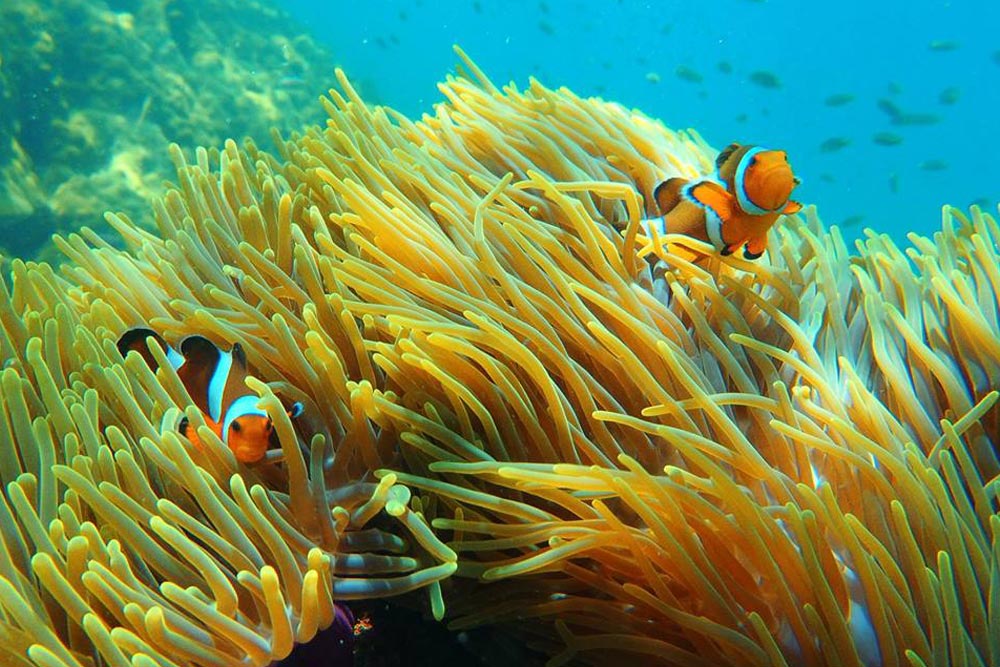 แพ็คเกจ หมู่เกาะสุรินทร์ 2 วัน 1 คืน