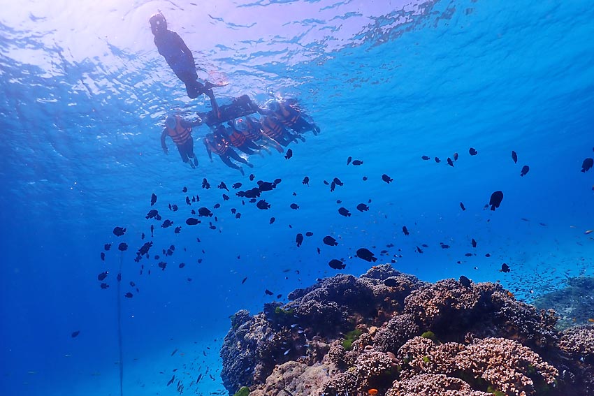 ทัวร์หมู่เกาะสิมิลันโดยเรือเร็วสปีดโบ๊ท กับ Love Andaman หรือ Seastar Andaman