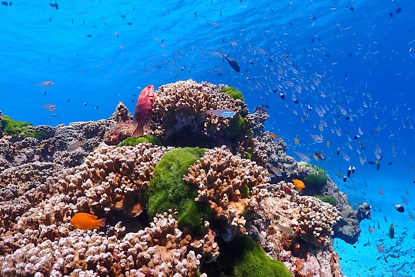 ทัวร์หมู่เกาะสิมิลันโดยเรือเร็วสปีดโบ๊ท กับ Love Andaman หรือ Seastar Andaman