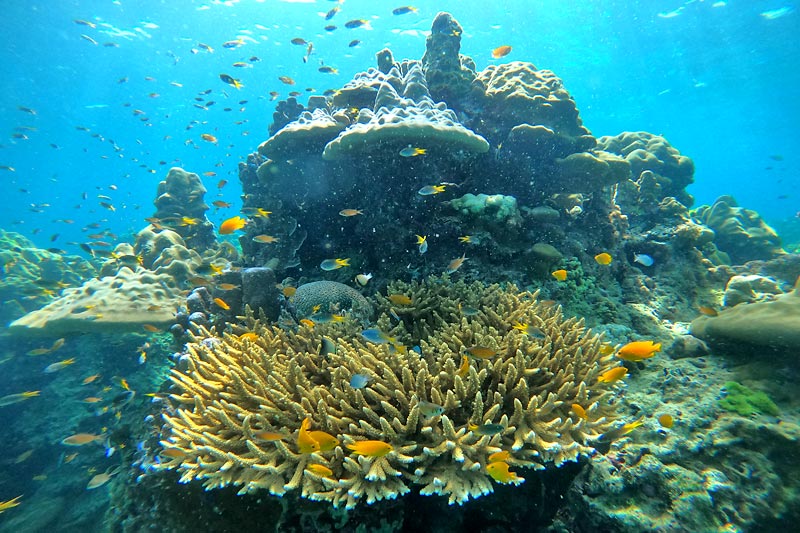 ทัวร์เกาะรอก+เกาะห้าโดยเรือเร็วสปีดโบ๊ท กับ Seastar Andaman