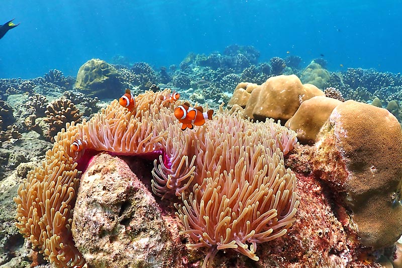ทัวร์เกาะรอก+เกาะห้าโดยเรือเร็วสปีดโบ๊ท กับ Seastar Andaman