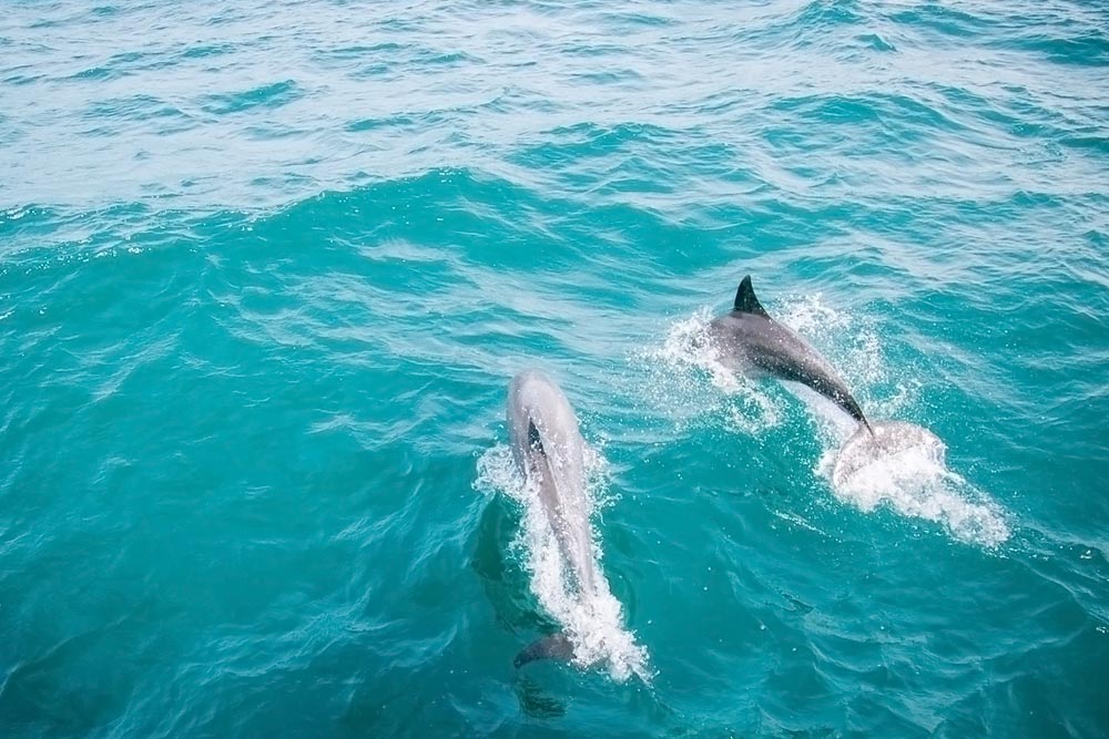 ล่องเรือ Discover Catamaran ทัวร์เกาะราชา เกาะไม้ท่อน